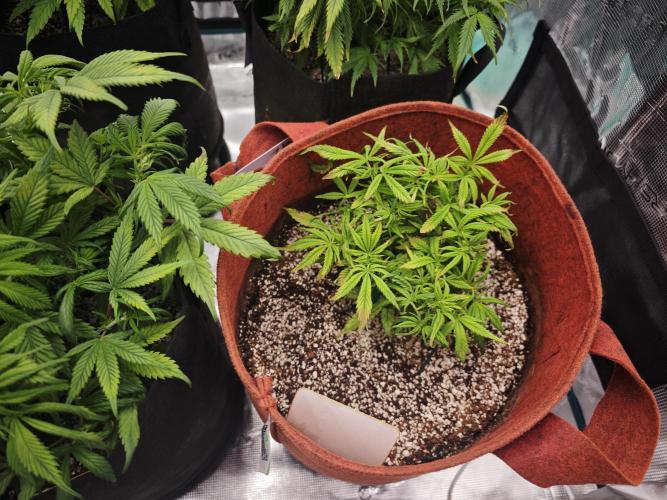 GC,SG and SS Autos 9Plants. Week 6 - Sg3