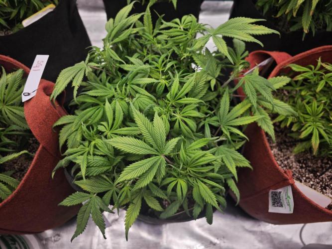 GC,SG and SS Autos 9Plants. Week 6 - Sg2