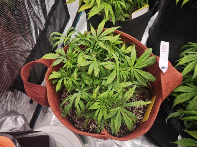 GC,SG and SS Autos 9Plants. Week 6 - Sg1