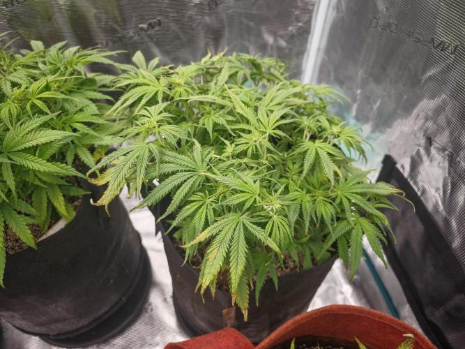 GC,SG and SS Autos 9Plants. Week 6 - Ss3