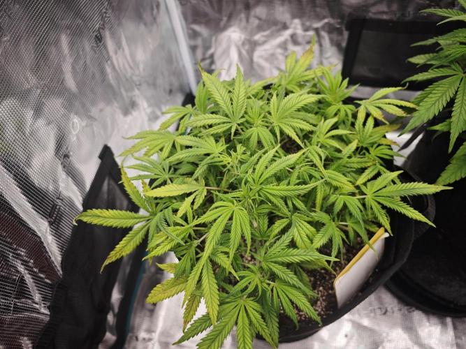 GC,SG and SS Autos 9Plants. Week 6 - Ss1