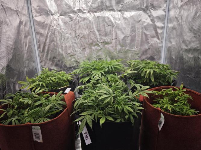 GC,SG and SS Autos 9Plants. Week 6