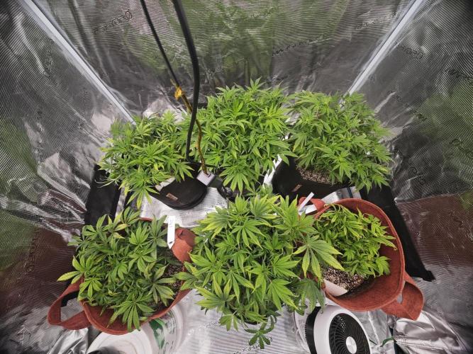 GC,SG and SS Autos 9Plants. Week 6