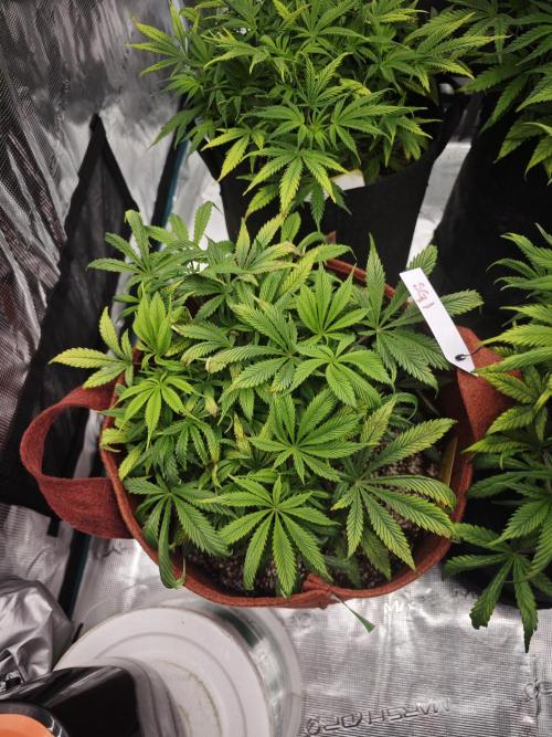 GC,SG and SS Autos 9Plants. Week 6 - Sg1