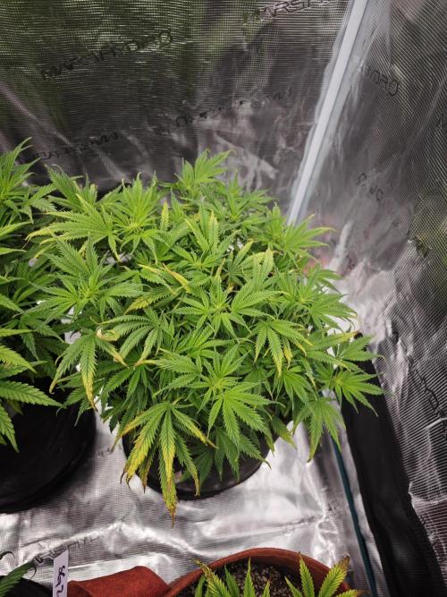 GC,SG and SS Autos 9Plants. Week 6 - Ss3