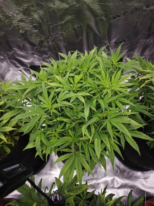 GC,SG and SS Autos 9Plants. Week 6 - Ss2