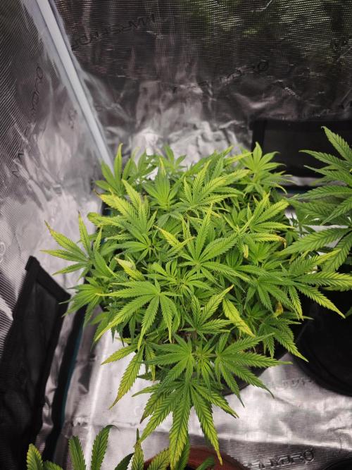 GC,SG and SS Autos 9Plants. Week 6 - Ss1