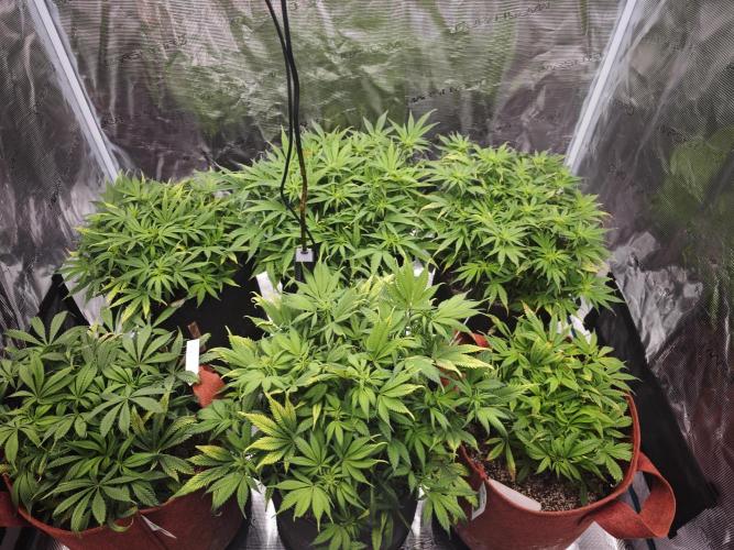 GC,SG and SS Autos 9Plants. Week 7