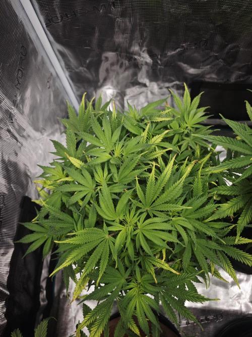 GC,SG and SS Autos 9Plants. Week 7 - Ss1