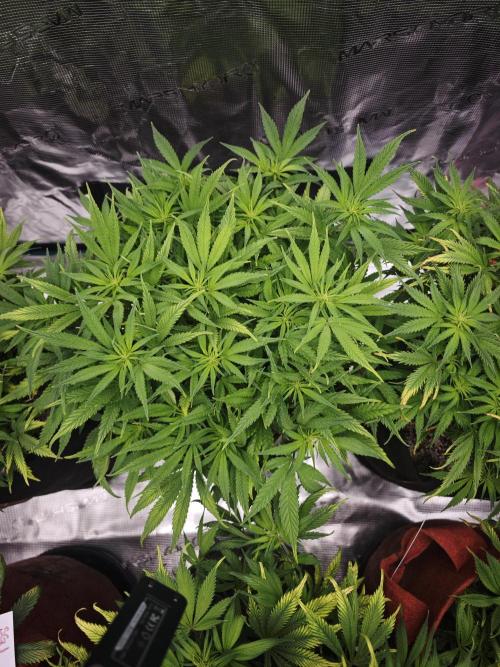 GC,SG and SS Autos 9Plants. Week 7 - Ss2