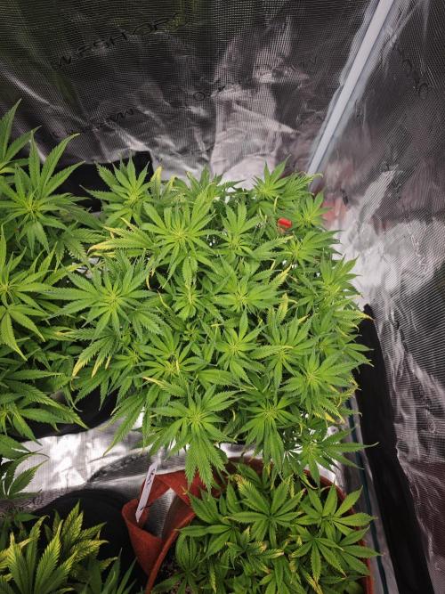 GC,SG and SS Autos 9Plants. Week 7 - Ss3