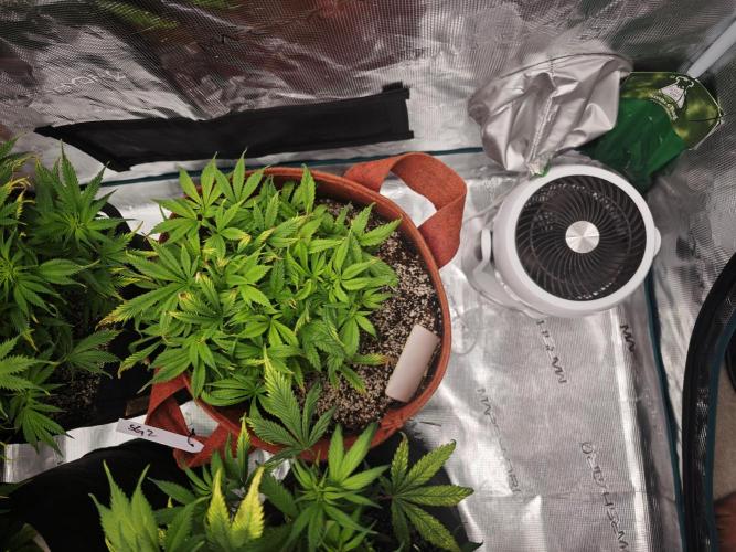 GC,SG and SS Autos 9Plants. Week 7 - Sg2