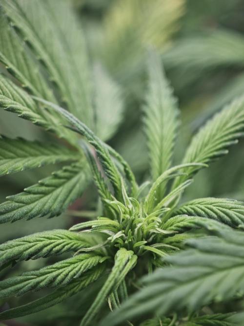 GC,SG and SS Autos 9Plants. Week 7