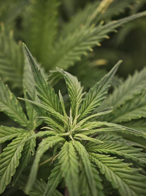 GC,SG and SS Autos 9Plants. Week 7