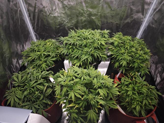 GC,SG and SS Autos 9Plants. Week 7