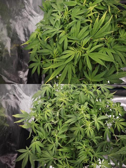 GC,SG and SS Autos 9Plants. Week 7 - Ss1