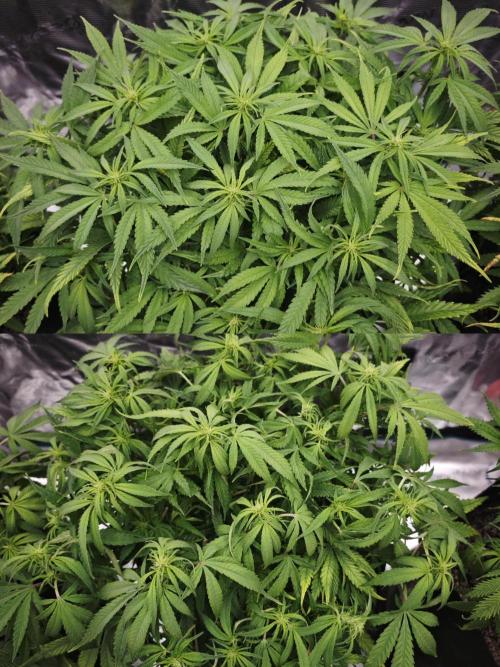 GC,SG and SS Autos 9Plants. Week 7 - Ss2