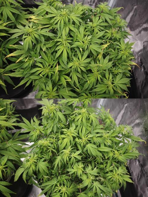 GC,SG and SS Autos 9Plants. Week 7 - Ss3