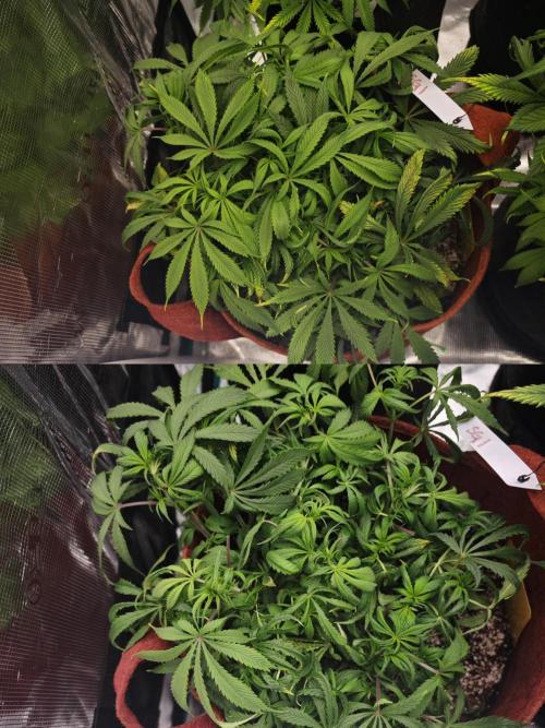 GC,SG and SS Autos 9Plants. Week 7 - Sg1