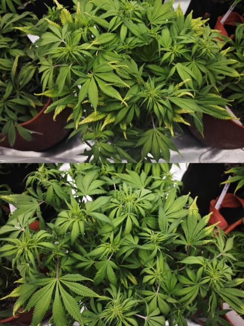 GC,SG and SS Autos 9Plants. Week 7 - Sg3