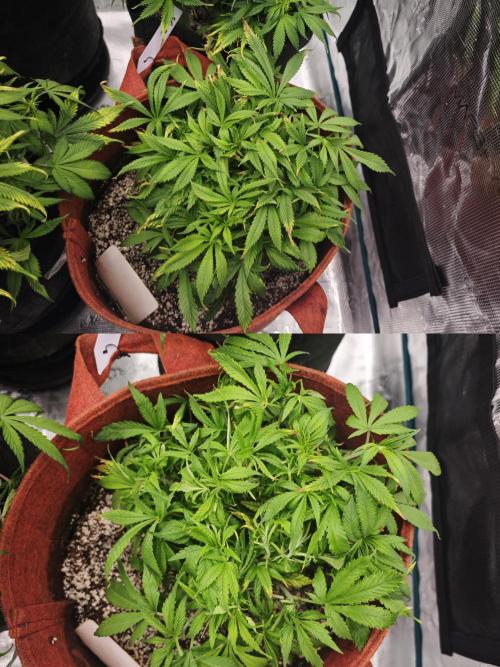 GC,SG and SS Autos 9Plants. Week 7 - Sg2₹