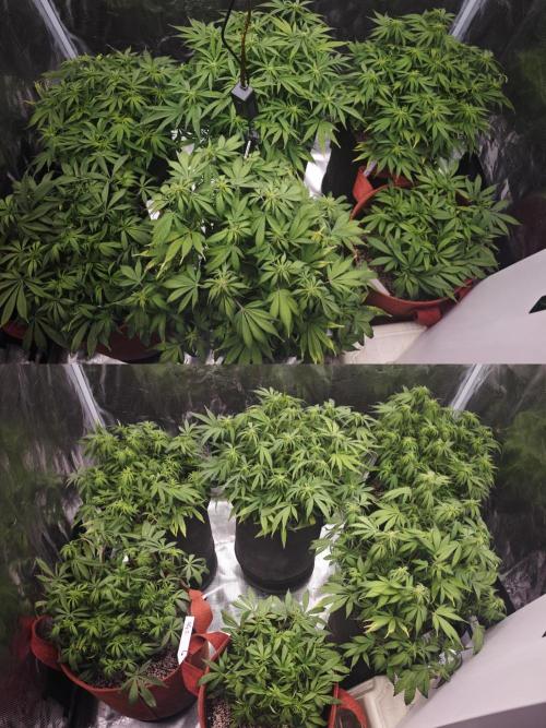 GC,SG and SS Autos 9Plants. Week 7