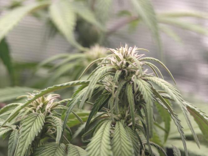 GC,SG and SS Autos 9Plants. Week 8