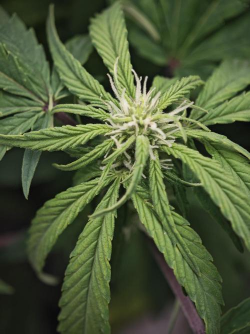 GC,SG and SS Autos 9Plants. Week 8