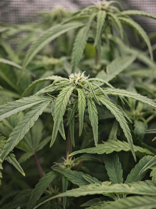 GC,SG and SS Autos 9Plants. Week 8