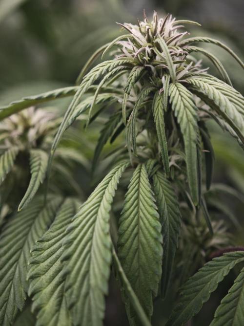 GC,SG and SS Autos 9Plants. Week 8