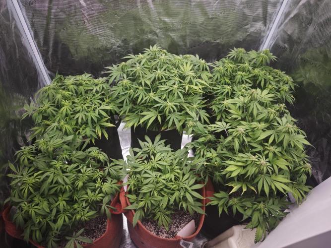 GC,SG and SS Autos 9Plants. Week 8