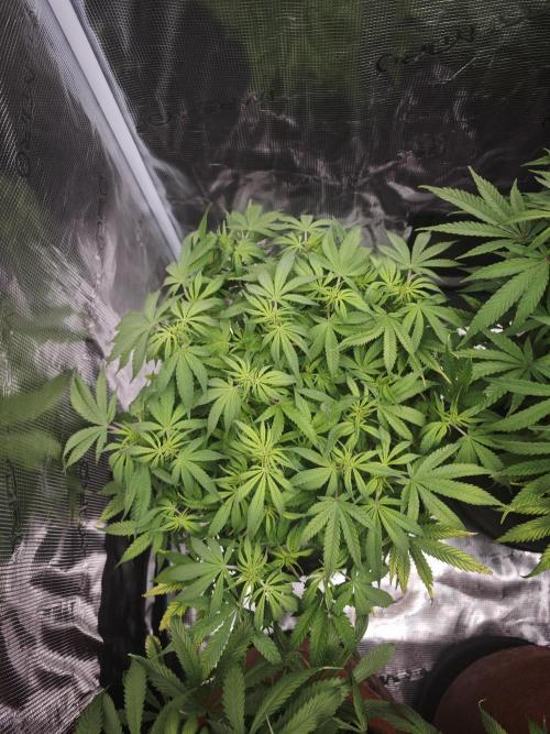 GC,SG and SS Autos 9Plants. Week 8