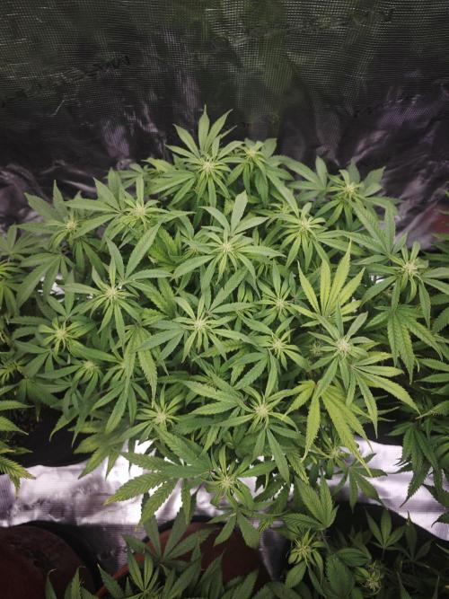 GC,SG and SS Autos 9Plants. Week 8