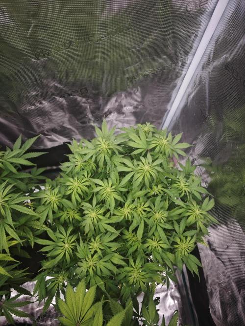 GC,SG and SS Autos 9Plants. Week 8