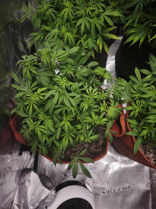 GC,SG and SS Autos 9Plants. Week 8