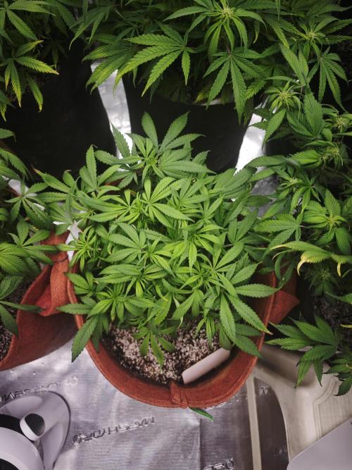 GC,SG and SS Autos 9Plants. Week 8