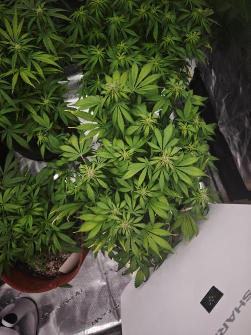 GC,SG and SS Autos 9Plants. Week 8