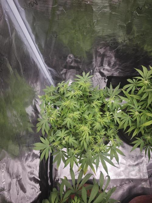 GC,SG and SS Autos 9Plants. Week 8