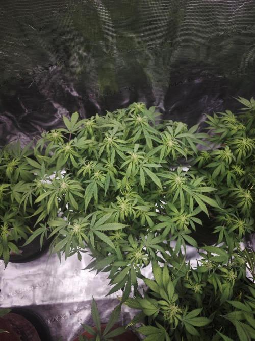 GC,SG and SS Autos 9Plants. Week 8