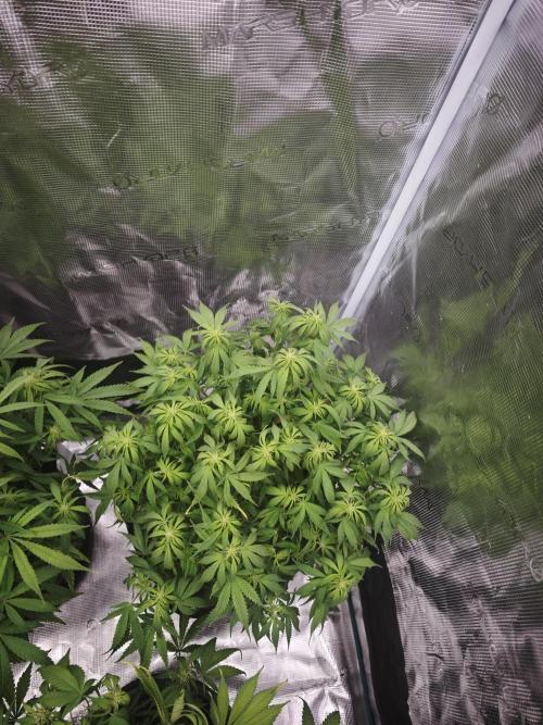 GC,SG and SS Autos 9Plants. Week 8