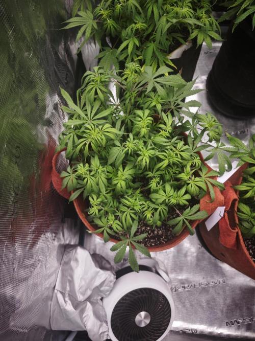 GC,SG and SS Autos 9Plants. Week 8