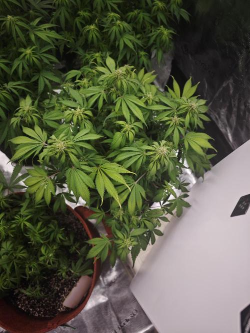 GC,SG and SS Autos 9Plants. Week 8