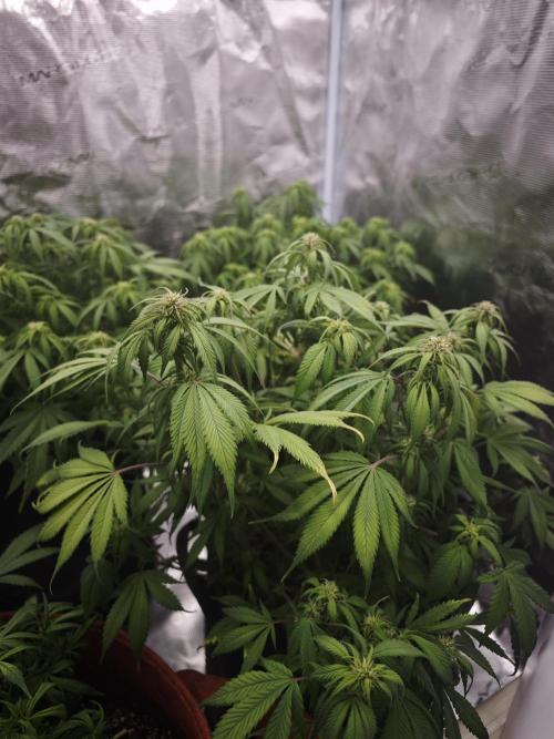 GC,SG and SS Autos 9Plants. Week 8