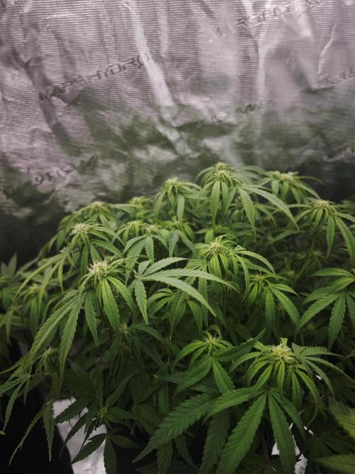 GC,SG and SS Autos 9Plants. Week 8