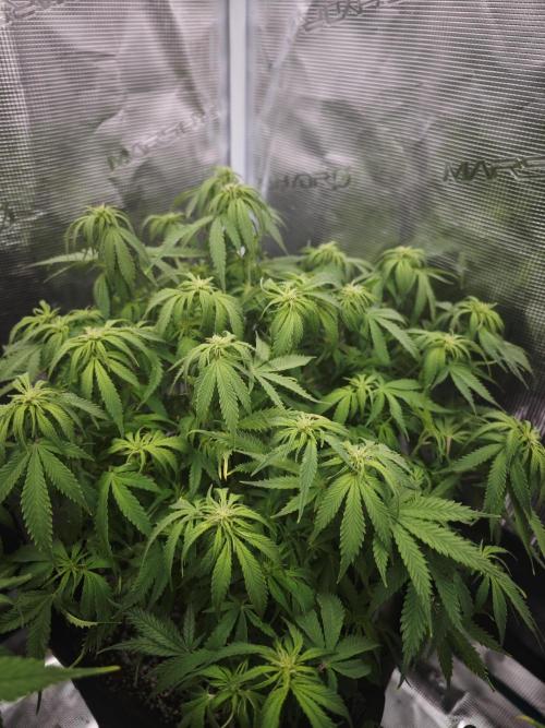 GC,SG and SS Autos 9Plants. Week 8