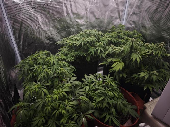 GC,SG and SS Autos 9Plants. Week 8