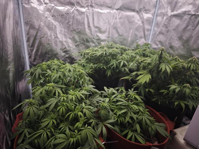 GC,SG and SS Autos 9Plants. Week 8