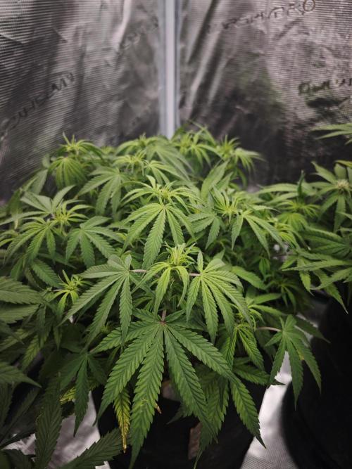 GC,SG and SS Autos 9Plants. Week 8