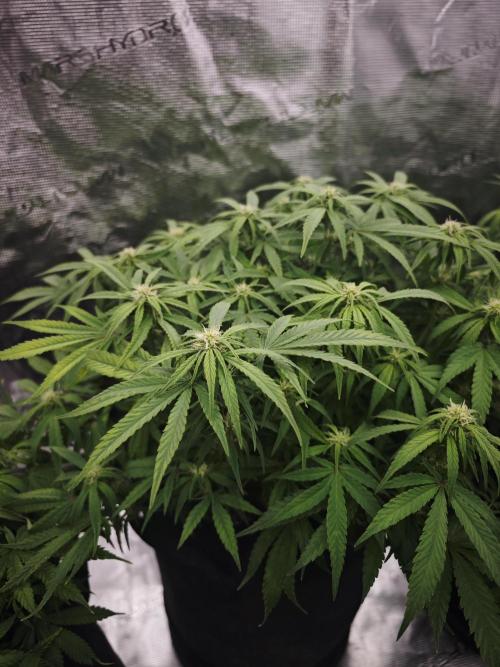 GC,SG and SS Autos 9Plants. Week 8