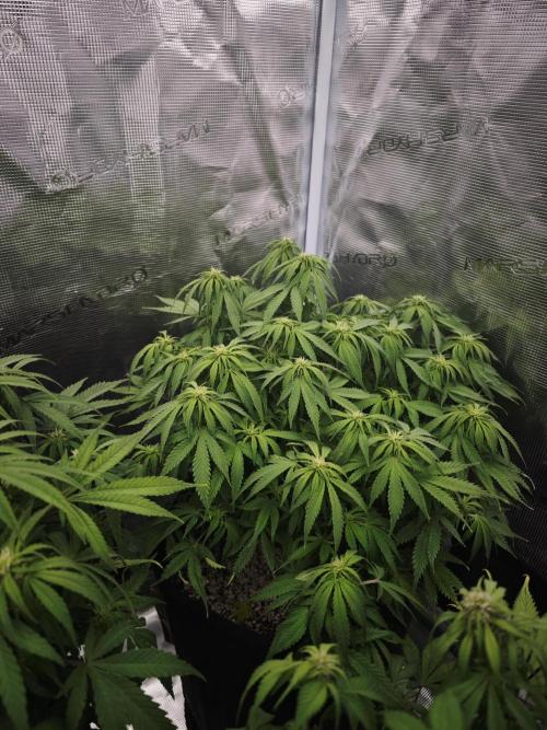 GC,SG and SS Autos 9Plants. Week 8